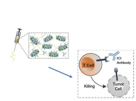 Des expériences menées sur la souris modèle de mélanome confirment, avec cette nouvelle technologie immunothérapeutique :       un ralentissement et un rétrécissement de la croissance tumorale (visuel Terasaki Institute for Biomedical Innovation (TIBI))