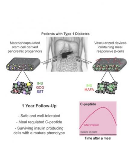 Visuel Cell Stem Cell 