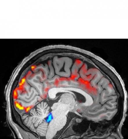 Les neurones se taisent, et, quelques secondes plus tard, le sang irrigue notre cerveau (en rouge sur visuel), puis c’est le tour du liquide céphalo-rachidien (LCR- en bleu sur le visuel) qui s’infiltre dans le cerveau en ondes pulsatoires rythmées
