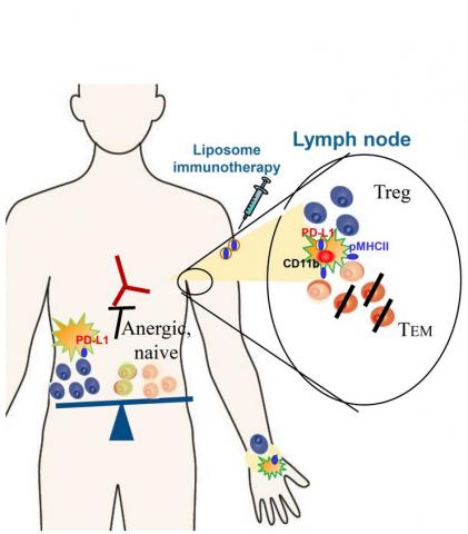 Il est possible de restaurer une tolérance spécifique à l'antigène dans les maladies auto-immunes inflammatoires.