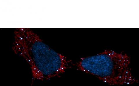 L'ADN mitochondrial est en blanc sur le visuel