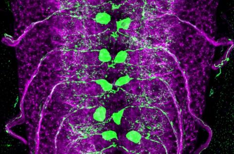 Le neurone restant élargit son réseau synaptique et compense à la fois la neurotransmission spontanée et provoquée de son voisin manquant (Visuel Robert Carrillo, PhD, et Yupu Wang). 