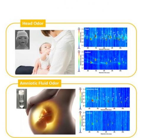 Lorsque l'odeur cible était l'un des mélanges basés sur l'odeur de la tête des bébés, le taux d'identification est supérieur à 70% pour tous les participants ; Lorsque l'odeur cible était l'un des mélanges basés sur l'odeur de la tête des bébés, le taux d'identification est supérieur à 70% pour tous les participants ;