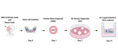 L’organoïde utilise l'épithélium nasal récolté avec un écouvillon nasal (Visuel mBio)