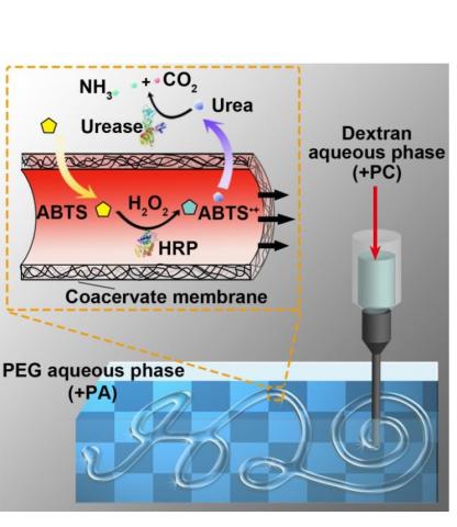 Une aiguille injecte un jet à grande vitesse de solution dextrane+eau dans la solution de PEG+eau, une technique décrite comme une « impression 3D d’eau dans l’eau »