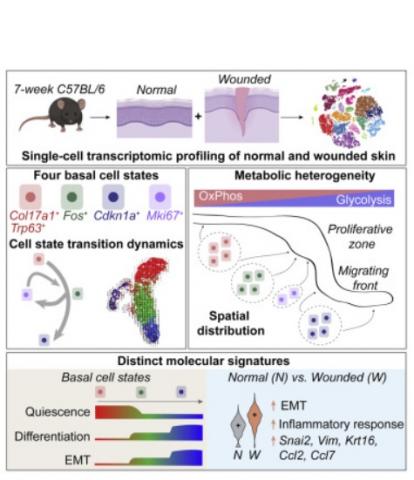 Ces 4 états de transcription diffèrent par leurs préférences métaboliques et suivent un modèle «hiérarchique» lors du processus de ré-épithélialisation de la plaie Ces 4 états de transcription diffèrent par leurs préférences métaboliques et suivent un modèle «hiérarchique» lors du processus de ré-épithélialisation de la plaie