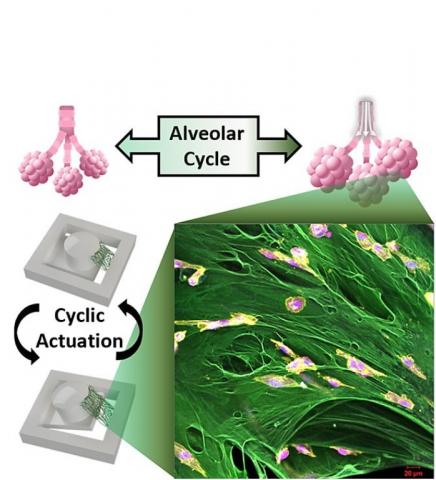 Cette plateforme de test, grâce à son système de culture cellulaire et à la possibilité d’appliquer des forces mécaniques sur un tissu suspendu apporte ainsi une nouvelle compréhension biologique des métastases (Visuel Université Purdue / Hyowon Lee)