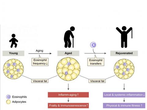 Rajeunir passe par le rétablissement de l'homéostasie immunitaire dans les adipocytes (Visuel DBMR, University of Bern, D. Brigger)