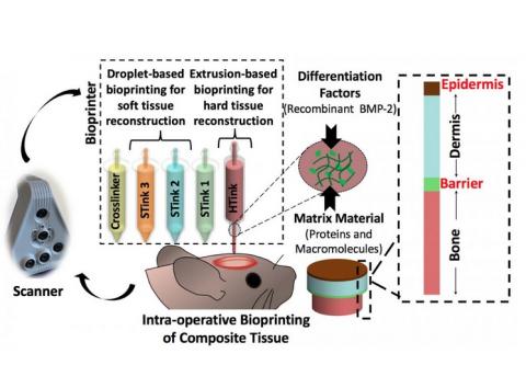 Les chercheurs ont d'abord « résolu » le problème du remplacement osseux, puis celui du remplacement cutané, en commençant en laboratoire puis en travaillant sur un modèle animal (Visuel Laboratoire Ozbolat, Penn State)