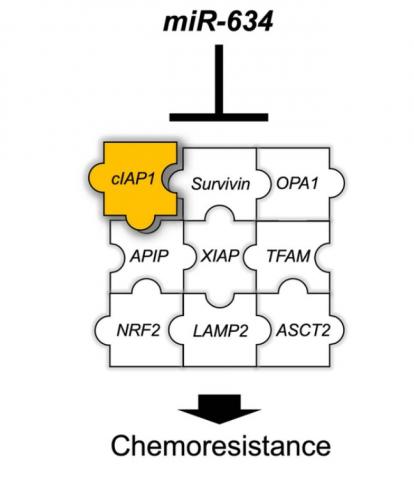 Dans le carcinome épidermoïde oral, l'expression du gène miR-634 est régulée positivement et contribue à la résistance au cisplatine (Visuel Department of Molecular Cytogenetics, TMDU). 