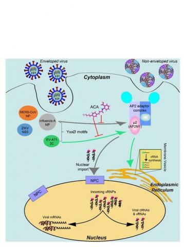 ACA bloque l'interaction de AP2M1 nécessaire à l'interaction virus-hôte ce qui inhibe l’infection (Visuel Science Advances). ACA bloque l'interaction de AP2M1 nécessaire à l'interaction virus-hôte ce qui inhibe l’infection (Visuel Science Advances).