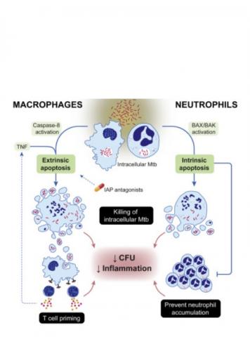 Les chercheurs testent ensuite de nouveaux médicaments qui forcent les cellules infectées à mourir (Visuel Immunity)