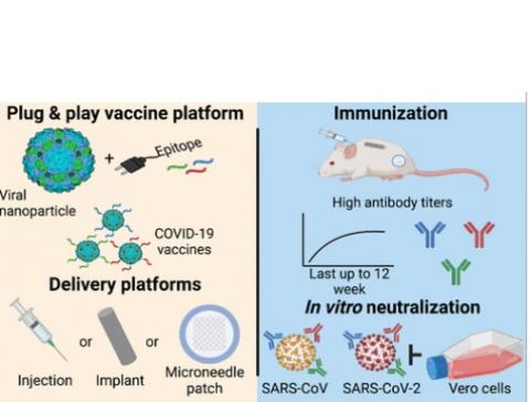 Ces deux familles de virus présentent des avantages pour la fabrication des vaccins. Ces virus faciles et peu coûteux à produire à grande échelle. Et, surtout, le virus végétal et les nanoparticules de bactériophage sont extrêmement stables à haute température (Visuel Journal of the American Chemical Society)  