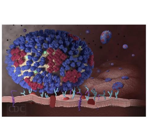 Un virus grippal se lie aux récepteurs d'une cellule des voies respiratoires, permettant au virus d'entrer et d'infecter la cellule