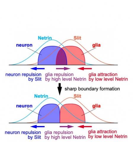 La nétrine produite par les neurones attire les cellules gliales lorsque sa concentration est basse. Mais son rôle est commuté pour devenir répulsif lorsque sa concentration est élevée. 
