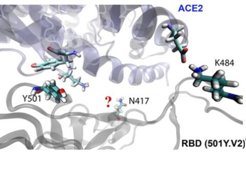 Quel avantage évolutif de la mutation K417N ? (Visuel Journal of Medicinal Chemistry)