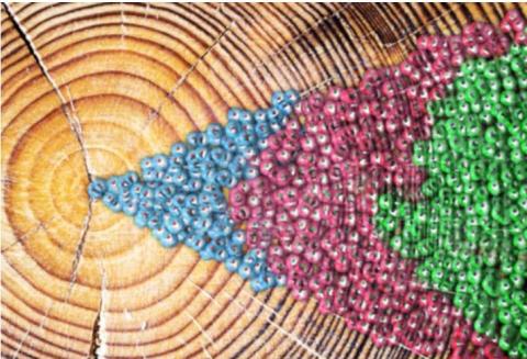 Nous avons pu cartographier les mutations ponctuelles qui surviennent tout au long du vieillissement normal pour créer une horloge moléculaire du génome humain, comparable aux anneaux d'un arbre-Illustration Spencer Phillips/EMBL-EBI