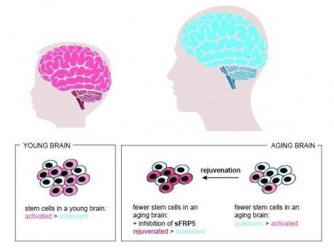 En neutralisant l'action de sFRP5, les cellules souches quiescentes ont effectivement commencé à proliférer plus activement, devenant à nouveau disponibles pour les processus de régénération dans le cerveau vieillissant.