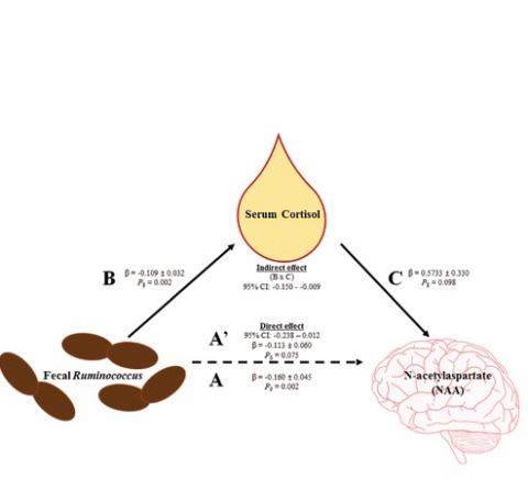 Certaines bactéries sont associées au niveau de cortisol sanguin