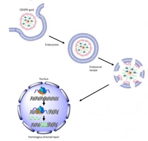 Il sera possible, dans l’avenir, de développer des agents thérapeutiques CRISPR non-viraux capables de corriger en toute sécurité les mutations génétiques