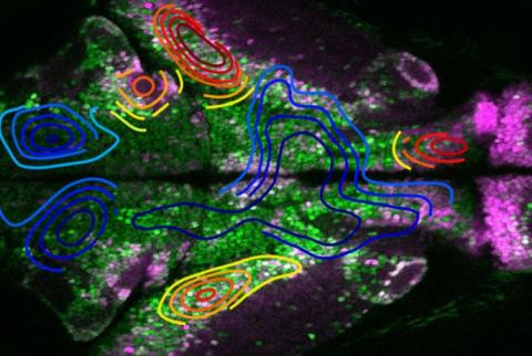  Ainsi, l'initiation des crises se produit généralement dans les zones (délimitées en orange-rouge sur visuel) caractérisées par des cellules excitatrices plus actives (en rouge) avant de se propager (ondes de propagation en bleu) aux régions dominées par les neurones inhibiteurs (vert) (Visuel Dr. James Niemeyer).