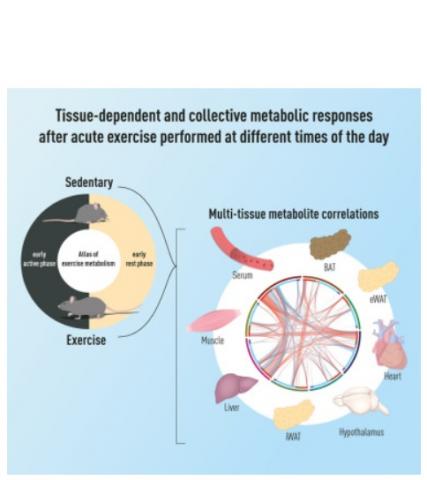 Une carte complète des molécules de signalisation induites dans différents tissus après l'exercice, et selon le moment de la pratique au cours de la journée (Visuel Cell metabolism)