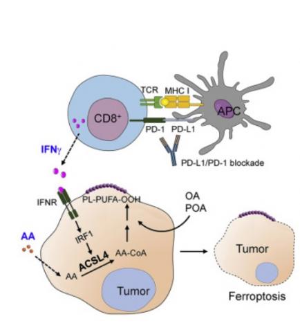 Une cytokine combinée à un acide gras, l'acide arachidonique, conduit à un type de mort cellulaire appelé ferroptose, en ciblant l'enzyme ACSL4 (Visuel Cancer Cell)