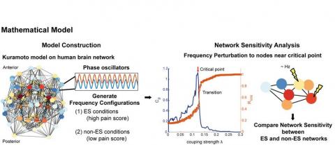 En ciblant ces réseaux hypersensibles par thérapie de modulation cérébrale non invasive, par exemp; il serait possible de développer une approche personnalisée du traitement de la douleur chronique dans la fibromyalgie. 