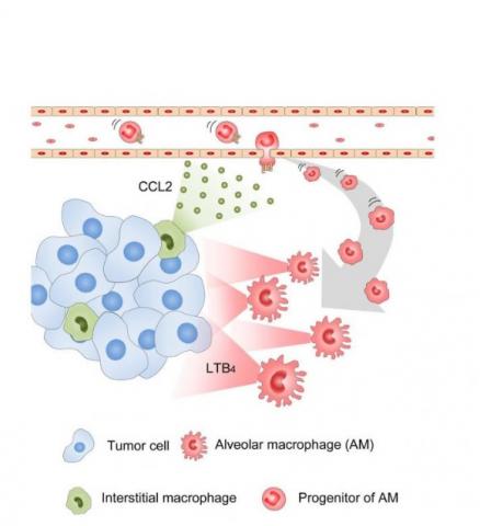 Le recrutement de ces AMs dans les poumons et à partir de la circulation sanguine est contrôlé par des IM qui expriment une molécule de signalisation, CCL2, impliquée dans une voie biologique qui contrôle l'accumulation des AMs.