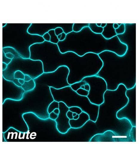 Le gène MUTE agit comme un régulateur principal du développement des stomates