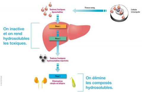 Pour mincir, respecter les bonnes portions