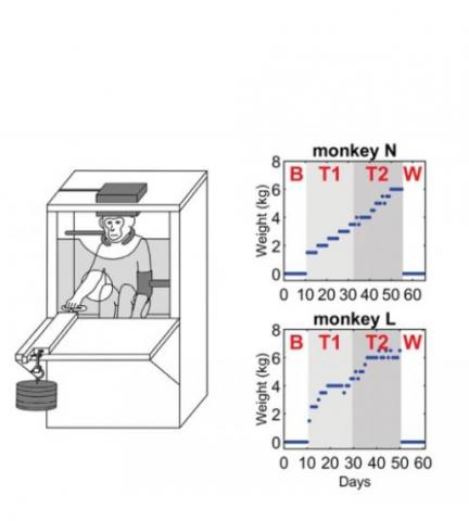 Avec le lever de poids, la signalisation nerveuse est renforcée chez les singes N et L (Schéma Glover and Baker, JNeurosci 2020)