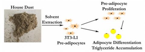 Les cellules pré-adipocytes exposées à la poussière croissent et se divisent plus rapidement en cellules adipeuses