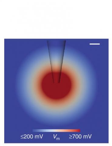 L'outil permet de tracer jusqu’à 100% des cellules d’un microcircuit cérébral 