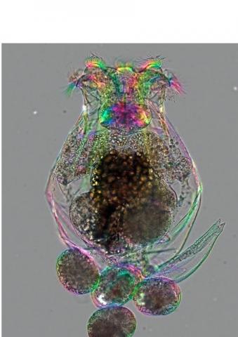 À l'aide de rotifères (rotifère femelle présenté sur visuel ci-contre), l’équipe a étudié les effets de l'âge maternel sur le vieillissement de la progéniture et sa réaction aux changements alimentaires. 