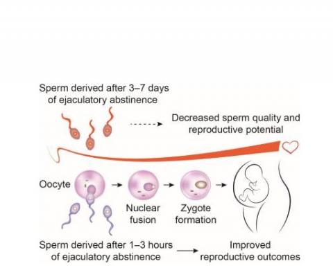 FERTILITÉ MASCULINE : Elle serait à son top 3 heures après | santé log