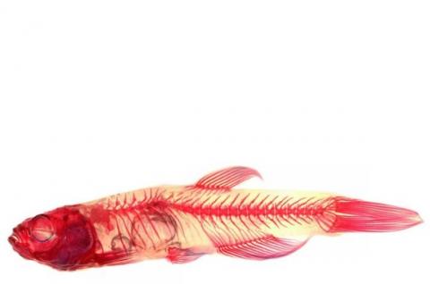 Un poisson-zèbre avec un gène SLC39A8 « perturbé », développe des anomalies de mouvement et du squelette