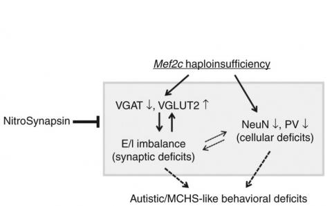Les souris modèles de MHS traintées pendant 3 mois par NitroSynapsin présentent une réduction de ce déséquilibre excitateur/inhibiteur
