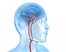 Des globules blancs se collent à l'intérieur des capillaires, les plus petits vaisseaux sanguins du cerveau