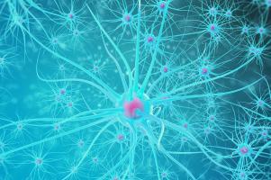 L'interaction très précoce entre les cellules cérébrales neuromodulatrices et les cellules corticales en cas d'anomalie, induit le développement de troubles neurologiques comme l’autisme ou l’épilepsie (Visuel adobe Stock 114519500) 