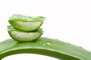 Cette observation d’un animal, se soignant spontanément une plaie à la joue, à l’aide d'une plante médicinale (Adobe Stock 124272763)