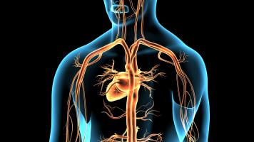 Mieux connu pour aider à « nous reposer et à digérer », le nerf parasympathique joue également un rôle important dans l’exercice, notamment en aidant le cœur à pomper le sang, qui alimente tout le corps en oxygène (Visuel Adobe Stock 144726375)