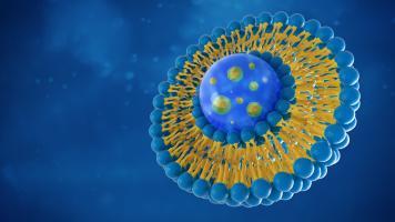 Un type d’immunothérapie par liposomes mobilise les cellules du système immunitaire pour réparer les tissus endommagés dans l'intestin (Visuel Adobe Stock 228277001)
