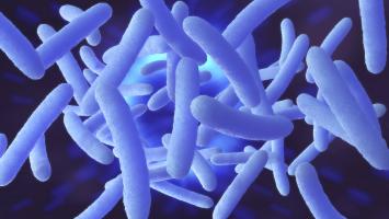 Des études de plus en plus nombreuses documentent des liens entre le microbiote intestinal, l’incidence et la progression de certains cancers et l’efficacité des immunothérapies (Visuel Adobe Stock 238536871)