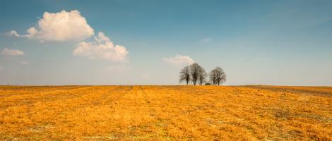 Cet herbicide à large spectre, le glyphosate, peut affecter le microbiote intestinal humain, en s'attaquant à certaines bactéries (Visuel Adobe Stock 260529073)