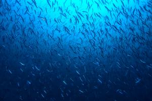 Remplacer la viande rouge par du hareng et des sardines pourrait sauver jusqu'à 750.000 vies par an en 2050 (Visuel Adobe Stock 301587556)