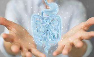 La santé intestinale peut influencer le risque de maladie d'Alzheimer (Visuel Adobe Stock 334934694)