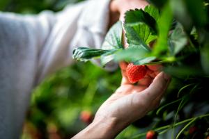 Les fraises détiendraient-elles la bonne combinaison d’antioxydants pour optimiser la santé cognitive et l'humeur ? (Visuel Adobe Stock 438462547)