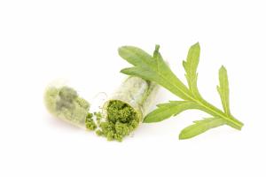 Cette plante, Artemisia annua appelée encore Sweet Annie, révèle un pouvoir médicinal hors pair, contre le COVID et le glioblastome (Visuel Adobe Stock 461018814)