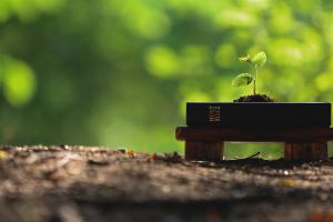 Plusieurs études suggèrent que la pleine conscience pourrait contribuer à accroître le respect de l’environnement (Visuel Adobe Stock 624247997)
